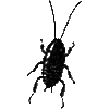 Shab-al-Hiri Roach